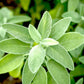 PERLE SACREE - Feuilles de Sauge Officinale - Infusion de plantes en vrac-4